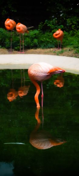 pond, flamingo Wallpaper 720x1600