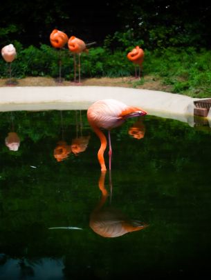 pond, flamingo Wallpaper 1668x2224