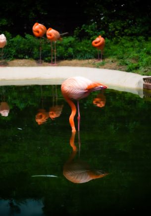 pond, flamingo Wallpaper 1668x2388