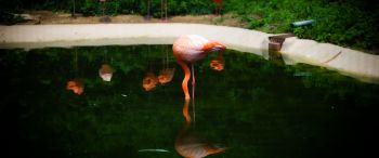 pond, flamingo Wallpaper 3440x1440