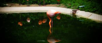pond, flamingo Wallpaper 2560x1080