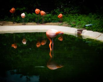 pond, flamingo Wallpaper 1280x1024