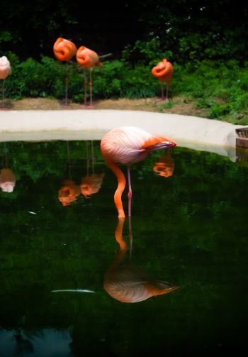pond, flamingo Wallpaper 1640x2360