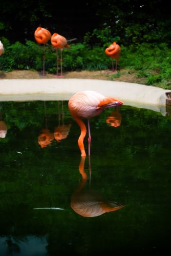 pond, flamingo Wallpaper 640x960