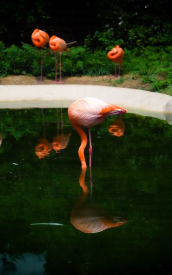 pond, flamingo Wallpaper 1200x1920