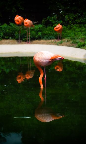 pond, flamingo Wallpaper 1200x2000