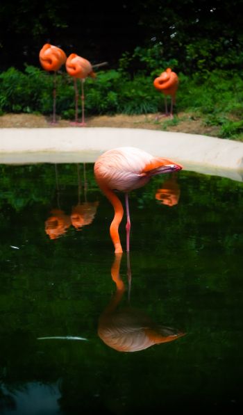 pond, flamingo Wallpaper 600x1024