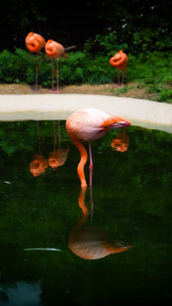 pond, flamingo Wallpaper 640x1136