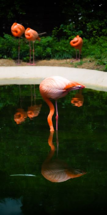 pond, flamingo Wallpaper 720x1440