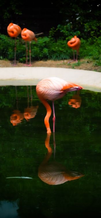 pond, flamingo Wallpaper 1170x2532