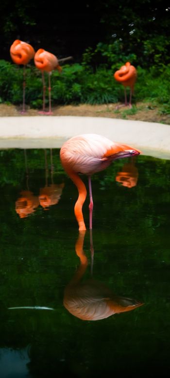 pond, flamingo Wallpaper 1080x2400