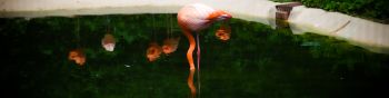pond, flamingo Wallpaper 1590x400