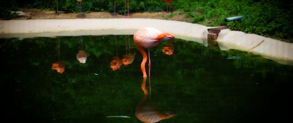pond, flamingo Wallpaper 2560x1080
