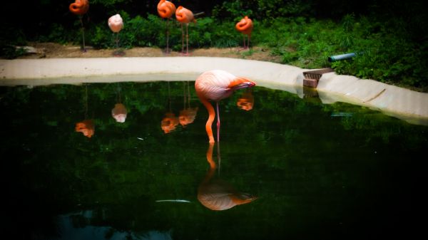 pond, flamingo Wallpaper 1366x768
