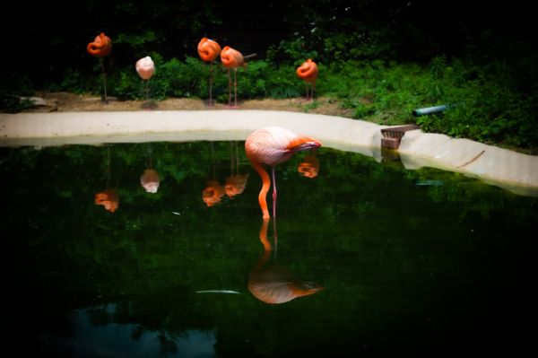 pond, flamingo Wallpaper 4062x2703