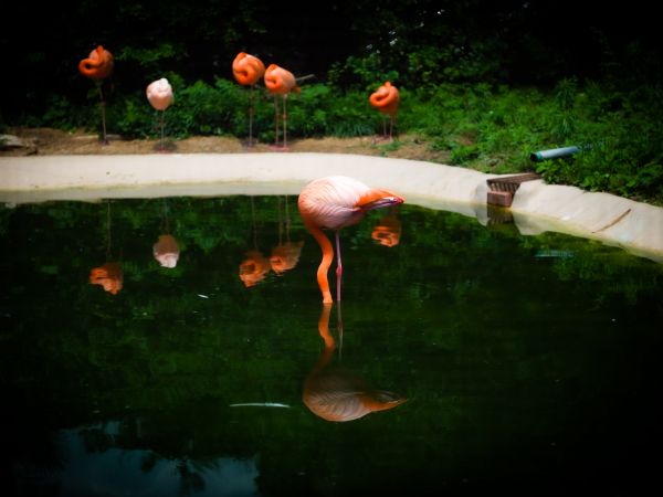 pond, flamingo Wallpaper 1024x768