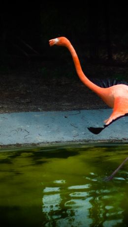 flamingo, long legs Wallpaper 1080x1920