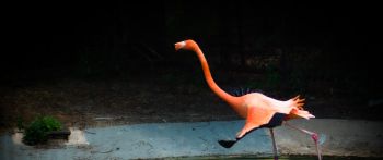 flamingo, long legs Wallpaper 2560x1080