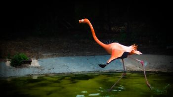 Обои 2048x1152 фламинго, длинные ноги