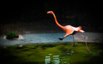 flamingo, long legs Wallpaper 2560x1600