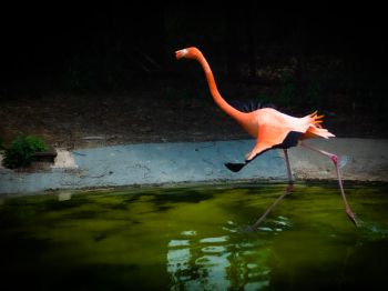 flamingo, long legs Wallpaper 800x600