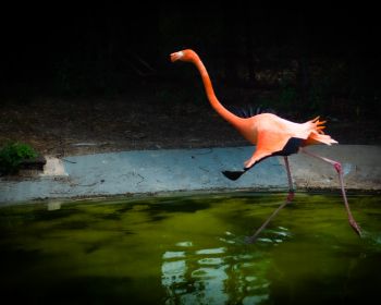 flamingo, long legs Wallpaper 1280x1024