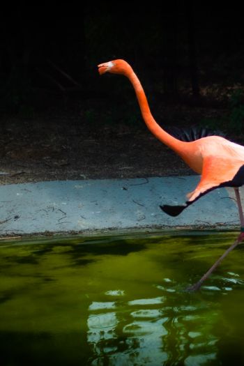 flamingo, long legs Wallpaper 640x960