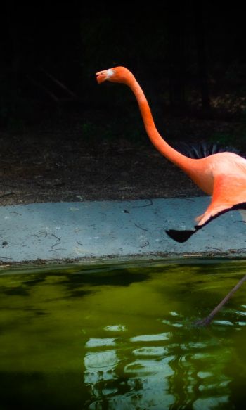 flamingo, long legs Wallpaper 1200x2000