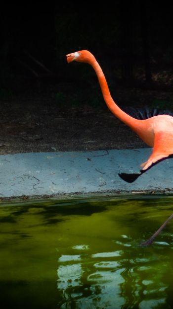 flamingo, long legs Wallpaper 720x1280