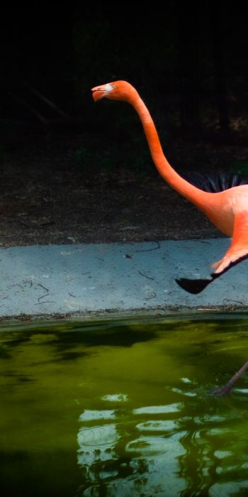 flamingo, long legs Wallpaper 720x1440