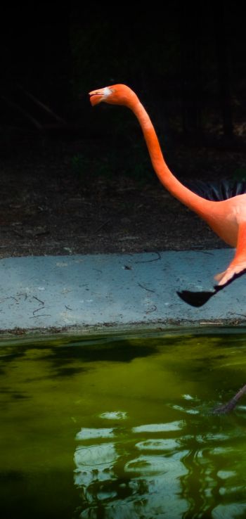 flamingo, long legs Wallpaper 720x1520