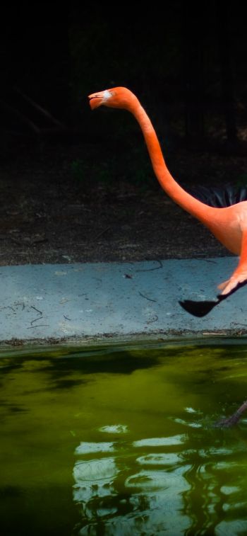 flamingo, long legs Wallpaper 828x1792