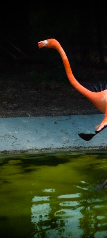 flamingo, long legs Wallpaper 720x1600