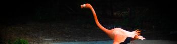 flamingo, long legs Wallpaper 1590x400