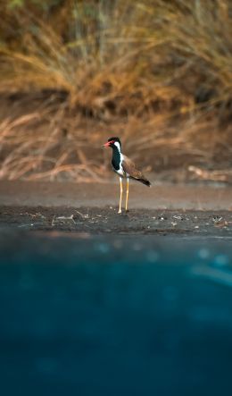 bird, red beak Wallpaper 600x1024