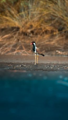 bird, red beak Wallpaper 640x1136