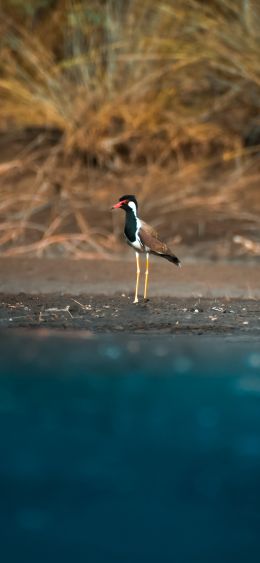 bird, red beak Wallpaper 1080x2340