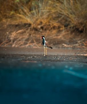 bird, red beak Wallpaper 2771x3292