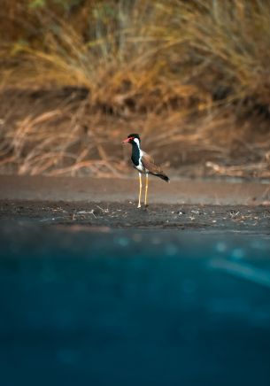 bird, red beak Wallpaper 1668x2388