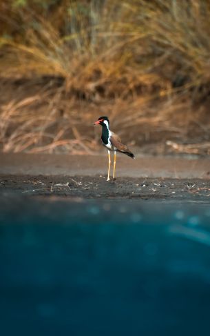 bird, red beak Wallpaper 1752x2800