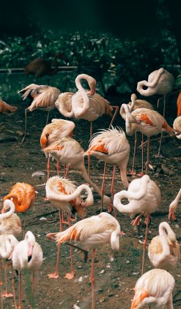 room flamingo, zoo Wallpaper 600x1024