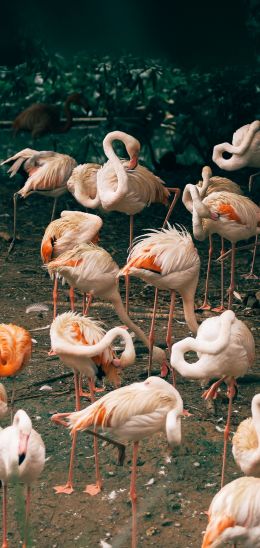 room flamingo, zoo Wallpaper 1080x2280