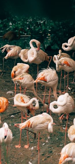 room flamingo, zoo Wallpaper 1080x2340