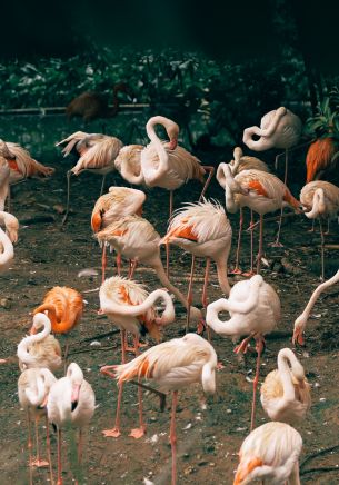 room flamingo, zoo Wallpaper 1668x2388