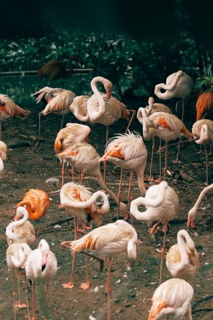 room flamingo, zoo Wallpaper 640x960