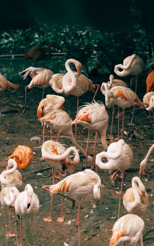 room flamingo, zoo Wallpaper 1752x2800