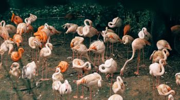 room flamingo, zoo Wallpaper 2560x1440