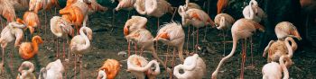 room flamingo, zoo Wallpaper 1590x400