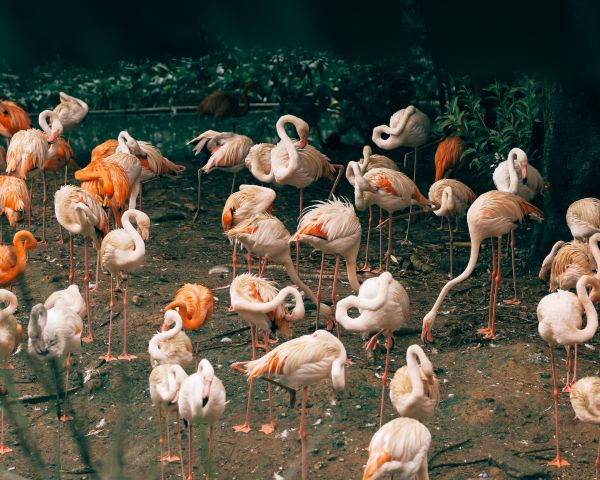 room flamingo, zoo Wallpaper 1280x1024