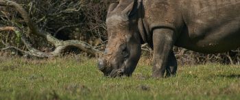 Обои 3440x1440 носорог, дикое животное